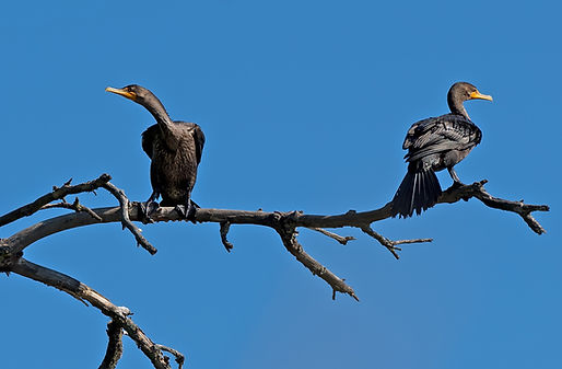 Co dělat, když mediaci chce jen jedna strana?